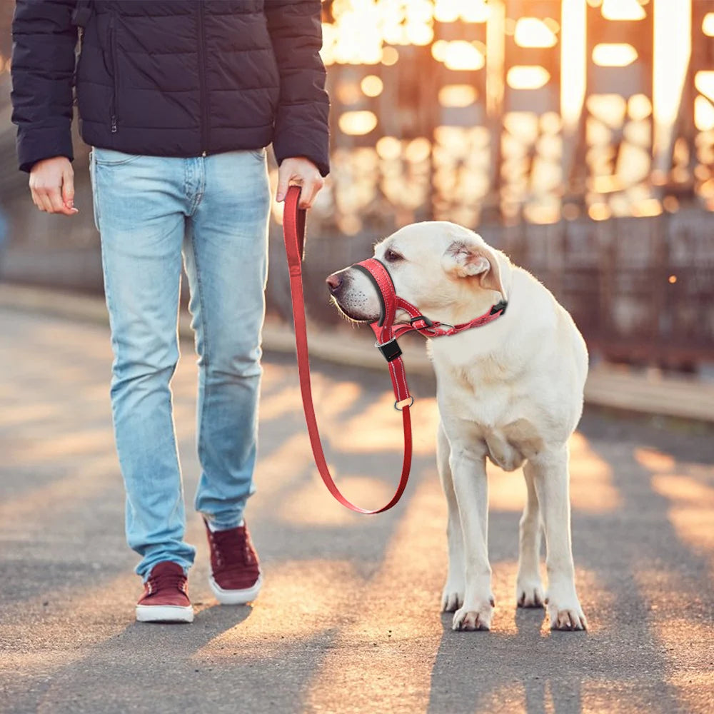 Dog Halter